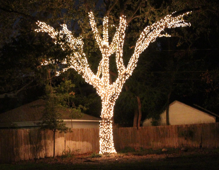 Large outdoor trees wrapped in colorful Christmas lights.